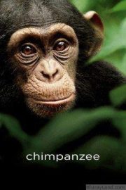 Chimpanzee HD Movie Download